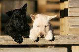 SCOTTISH TERRIER 176